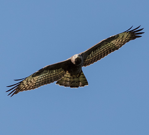 European Honey-Buzzard